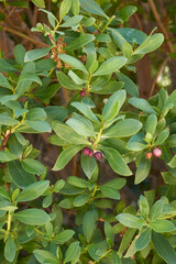 Myoporum laetum