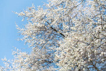 White blooming spring tree against the sky.