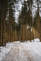 Forêt lumineuse avec une route enneigée