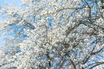 White blooming spring tree against the sky.