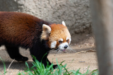 The red panda lives in the mountains from southwest China to the Himalayas.