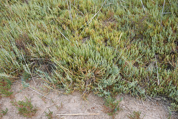 Salicornia fruticosa