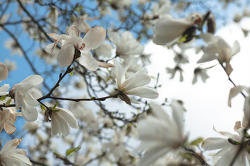 Nice magnolia tree flowers at spring sunny day, nature awakening
