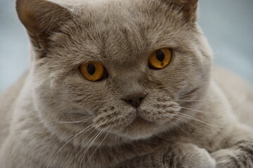 close up portrait of a cat