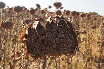 Sunflowers before harvest in Moldova, Selemet municipality