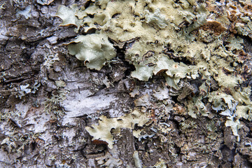 Close up view of pale green lichen on the bark of a paper birch tree in a boreal forest. 