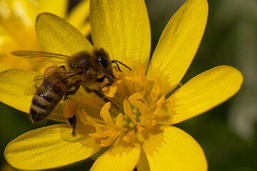 close up of bee gathering pollen on yellow flower