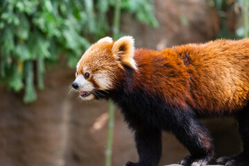 Fototapeta premium The red panda lives in the mountains from southwest China to the Himalayas.