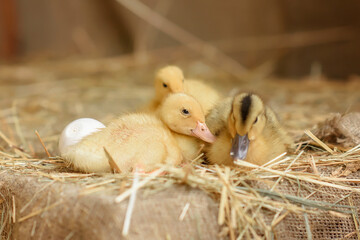 3 ducklings are sitting in the hayloft in the village. Ducklings. Easter. Eggs