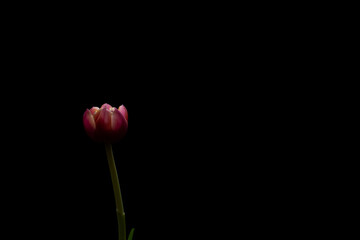 Tulpe gelb/pink/wei&szlig;, schwarzer Hintergrund, close up