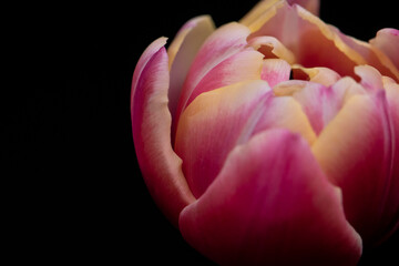 Tulpenkopf gelb/pink/wei&szlig;, schwarzer Hintergrund, close up