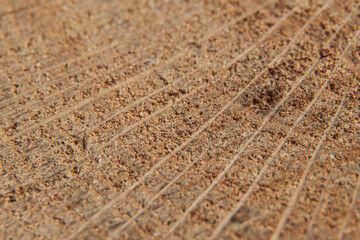 The structure of the wood surface with fibers and stripes in macro photography. Selective focus