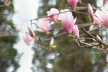 Beautiful pink Magnolia Soulangeana close-up blooms in the garden. Beautiful pink pastel spring background. Copy space. Bright natural spring floral background. Delicate pastel flowers. Tulip Tree