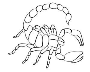 Graphic scorpion isolated on white background, vector illustration for tattoo and print