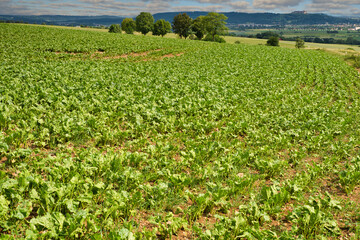 Felder mit Zuckerrüben im Sommer