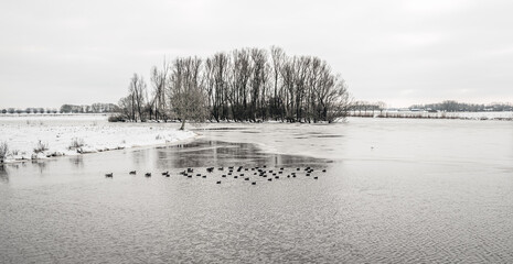 Common coots swimming in a partially frozen Dutch lake. It is winter, the trees are bare and the land is covered with a layer of snow.