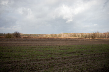 Obraz premium field of wheat