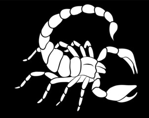 Graphic scorpion isolated on white background, vector illustration for tattoo and print