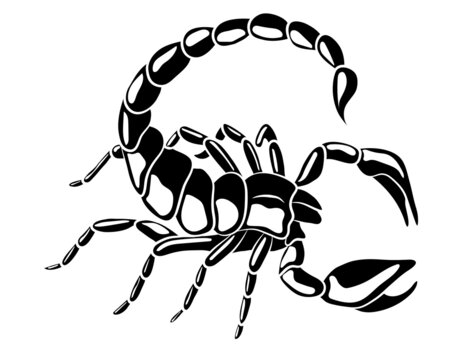 Graphic scorpion isolated on white background, vector illustration for tattoo and print