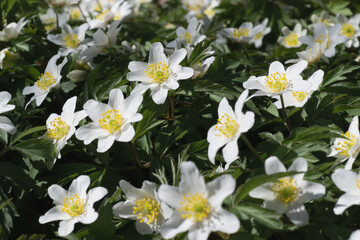 A bright blooming carpet of white spring anemones. Spring. Selective focus. Horizontal photo. 