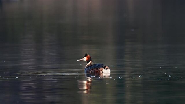 Great crested grebe swimming on the lake and watch, spring, (podiceps cristatus), germany