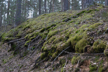 Ecology concept. Wildlife. A mountain slope in the forest, overgrown with green moss. Horizontal photo.
