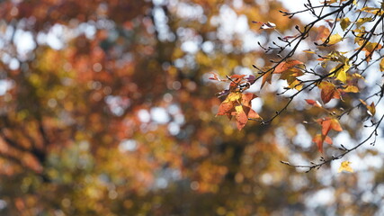 The beautiful autumn landscape with the yellow and red autumn leaves on the trees in the forest