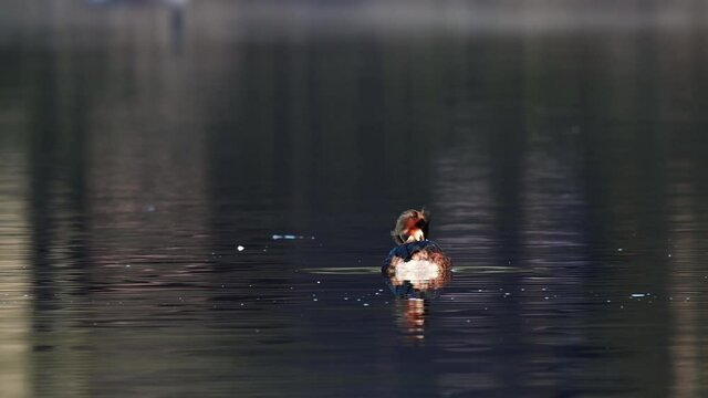 Great crested grebe swimming on the lake and watch, spring, (podiceps cristatus), germany