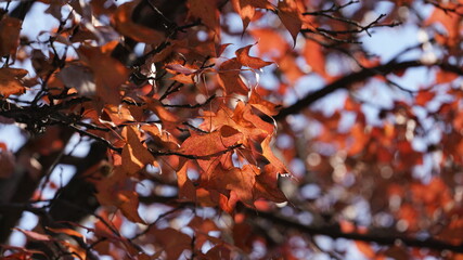 The beautiful autumn landscape with the yellow and red autumn leaves on the trees in the forest