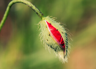Obraz premium Papaver / Poppy in its bud right before coming out.