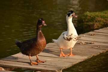 two ducks on the shore