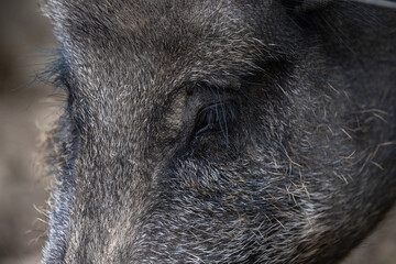 wild boar in the forests of the Catalan Pyrenees