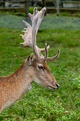 Deer with horns in the forest of the Catalan Pyrenees
