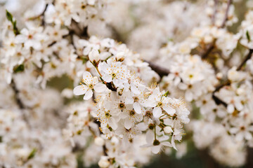 Blooming prunus tree