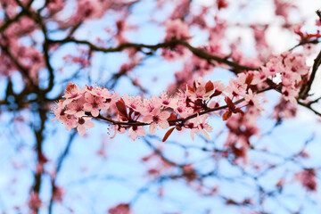 Blooming cherry plum tree