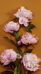 Beautiful pink peony flowers orange background.Top view and flat lay style.