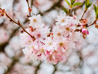 Sakura tree blooming