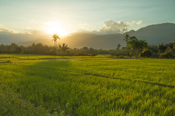 Timelapse video of the beautiful rice fields, at sunset, in the Bada Valley, on the island of Sulawesi, Central Sulawesi, Indonesia. In the distance, the mountains of Lore Lindu covered in clouds.