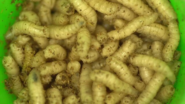 a lot of fly larva