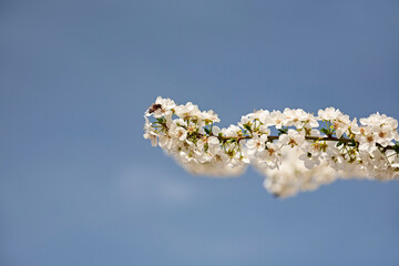 a bee pollinates white flowers of cherry on flowering tree in spring in the Jerte valley