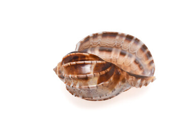 seashell isolated on white background