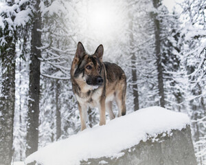 Fototapeta na wymiar German Shepherd in winter