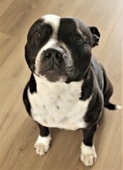 staffy chien animal de compagnie