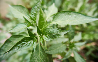 Beautiful green leaves