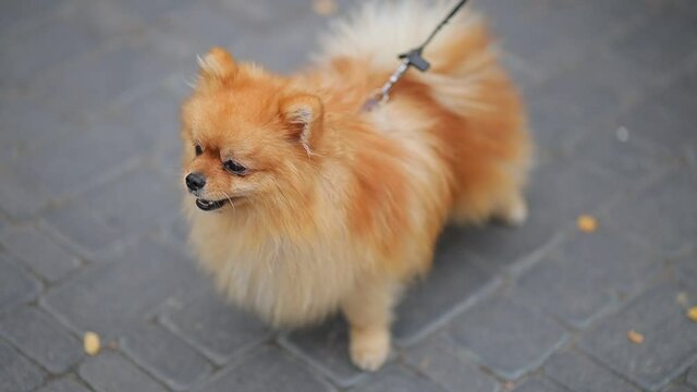Pomeranian spitz dog barks on the street, video close-up. Angry Pomeranian spitz. video portrait of a dog of breed Pomeranian. slow motion video