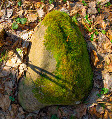 Stone covered with moss lies in the forest