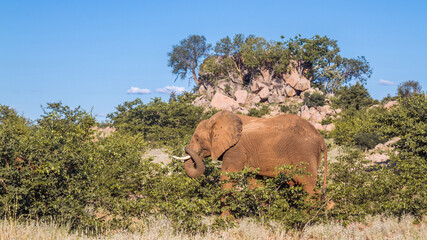 African bush elephant walking in boulder scenery in Kruger National park, South Africa ; Specie Loxodonta africana family of Elephantidae