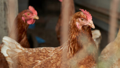 orange hens in hen house with gray unfocused background and hen in the foreground. caged chickens. rooster surrounded by chickens with yellow beak and red crest