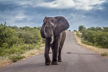 African bush elephant in middle of safari road in Kruger National park, South Africa ; Specie Loxodonta africana family of Elephantidae
