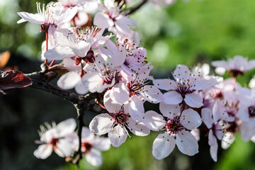 Fototapeta na wymiar The most commonly cultivated apricot species - Prunus armeniaca.